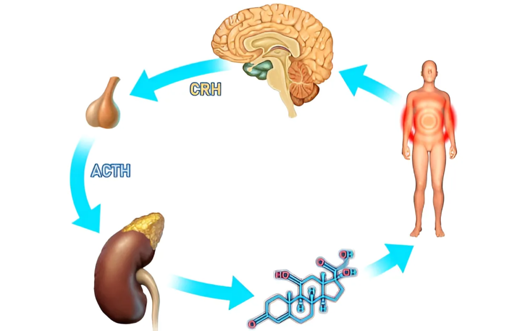 Causes of cortisol imbalance