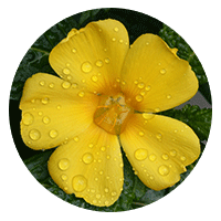 Damiana flower