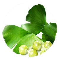 Ginkgo Biloba