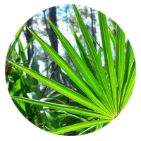 Saw Palmetto Berry 