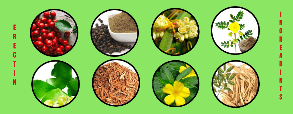 Erectin ingredients