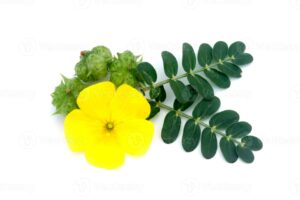 Tribulus Terrestris